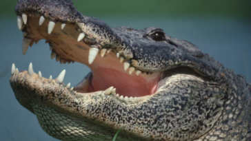 Alligator
