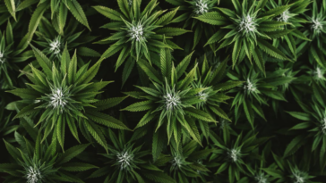 Marijuana
