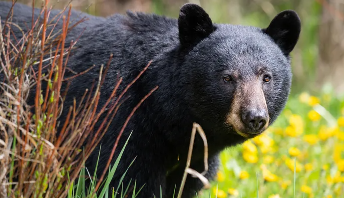 black bear