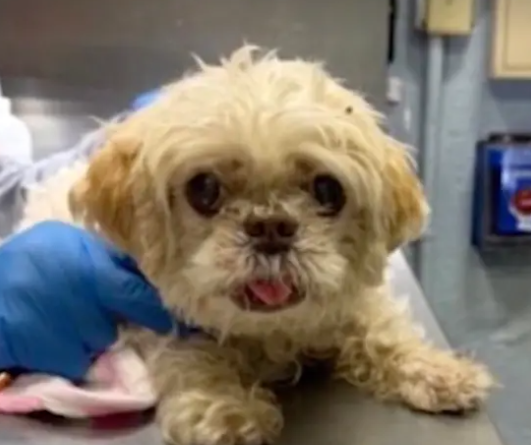Apollo the 13 year old runaway dog