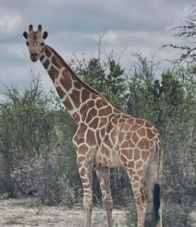 Gracie the Giraffe